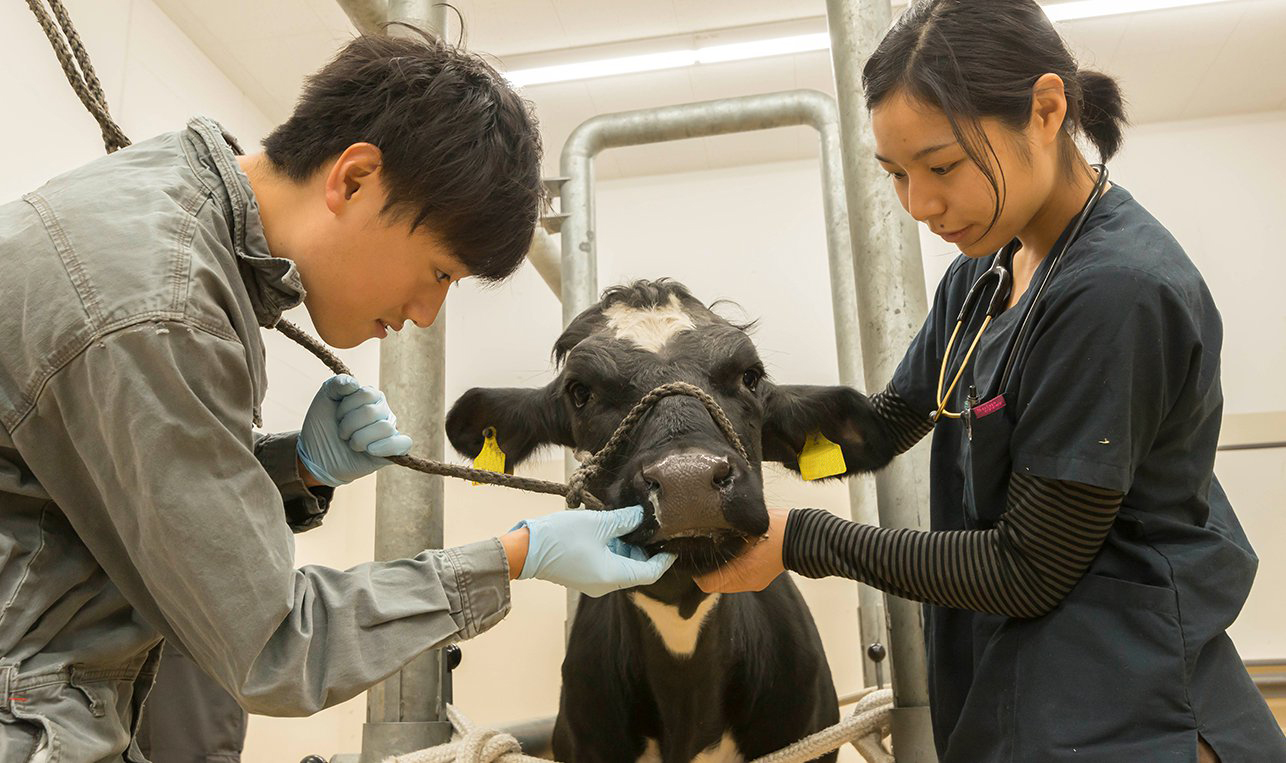 日本一の診療件数を誇り、最新の施設・設備を備えた附属動物医療センターで実践的な教育を実施
